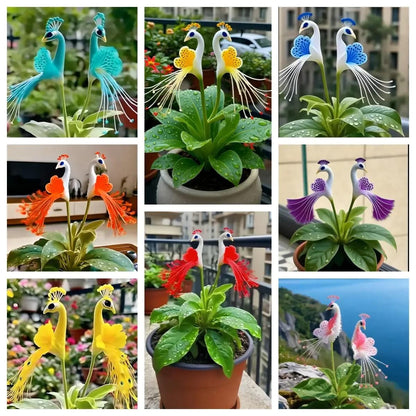 Peacock Flower Bulb Seeds — Plant hope, watch splendor bloom!🌸