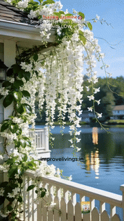 Home Grow Jasmine Flower Seeds (Buy 1 Get 1 Free)